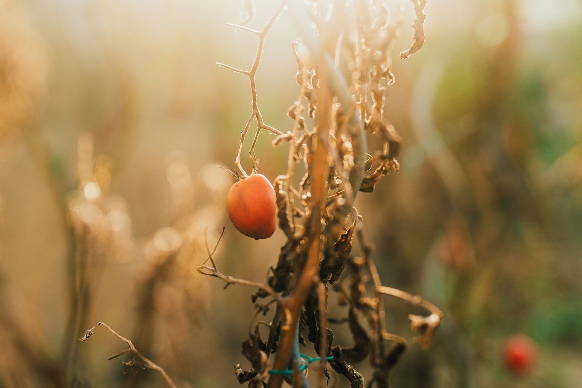 vertrocknete Tomatenpflanze vor verschwommenem Hintergrund